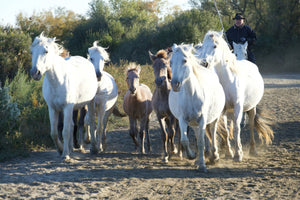 Camargue France - vagabondphotos.ch