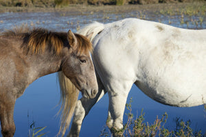 Camargue France - vagabondphotos.ch