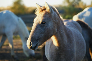 Camargue France - vagabondphotos.ch