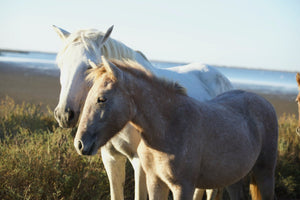 Camargue France - vagabondphotos.ch