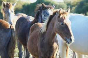 Camargue France - vagabondphotos.ch