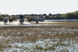 Camargue France - vagabondphotos.ch