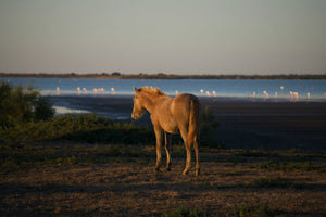 Camargue France - vagabondphotos.ch