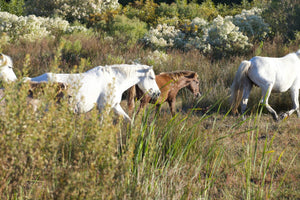 Camargue France - vagabondphotos.ch