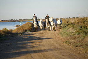 Camargue France - vagabondphotos.ch