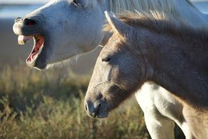 Camargue France - vagabondphotos.ch