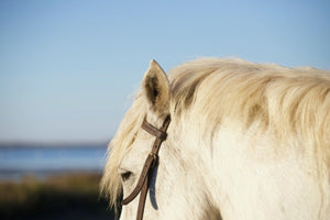 Camargue France - vagabondphotos.ch