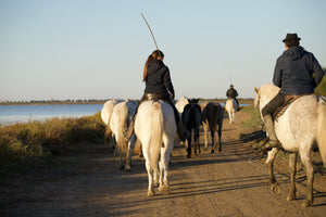 Camargue France - vagabondphotos.ch