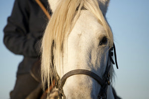 Camargue France - vagabondphotos.ch