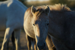 Camargue France - vagabondphotos.ch