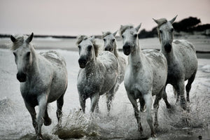 Camargue NB - vagabondphotos.ch