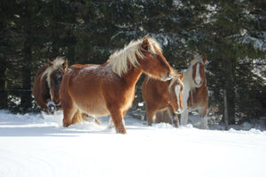 chevauneige - vagabondphotos.ch