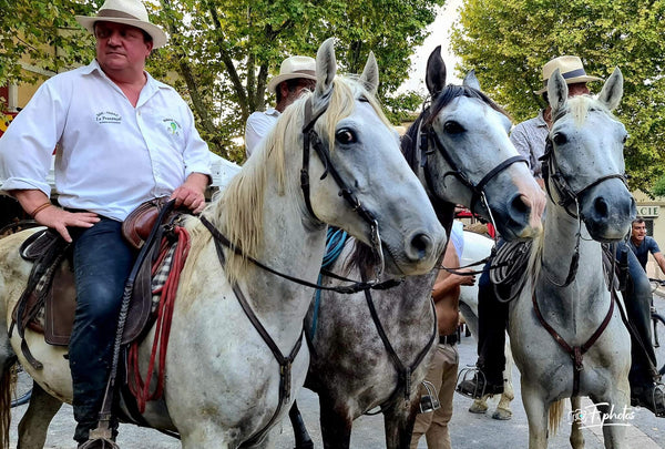 chevaux - vagabondphotos.ch