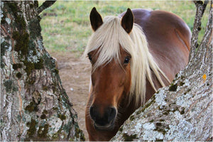 Chevaux - vagabondphotos.ch