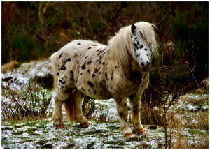 chevaux - vagabondphotos.ch