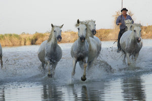 chevaux Camargue - vagabondphotos.ch