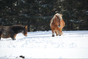 Chevaux de France - vagabondphotos.ch