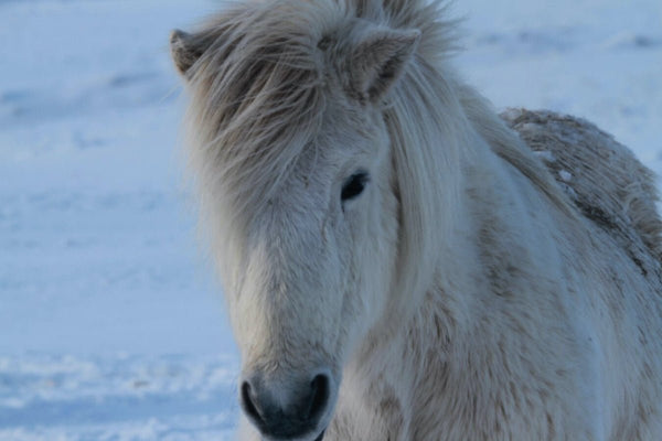 Chevaux Islandais - vagabondphotos.ch