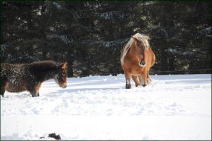 cheveauxneige - vagabondphotos.ch