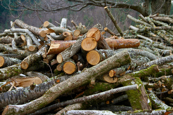 coupe de bois - vagabondphotos.ch