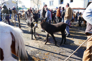 Fay-sur-Lignon, Foire de chevaux. - vagabondphotos.ch