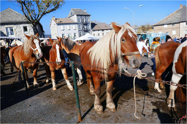 Fay-sur-Lignon, Foire de chevaux. - vagabondphotos.ch