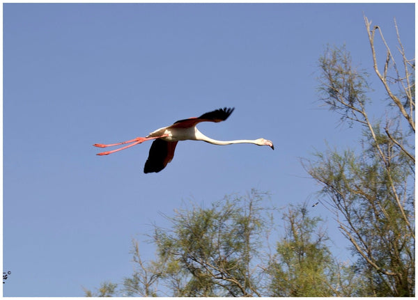 flamandrose - vagabondphotos.ch