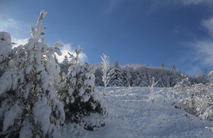 Foret, dans la neige - vagabondphotos.ch