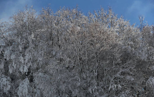 givre blanc - vagabondphotos.ch