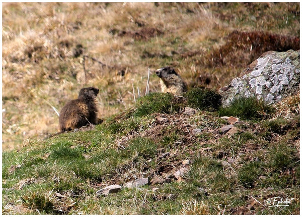 marmotte - vagabondphotos.ch