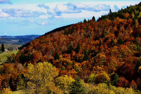 Printemps - vagabondphotos.ch